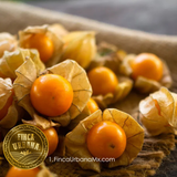 Golden berry uchuva con cáscara orgánico (100g)