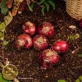 Cebolla morada orgánica (pza)