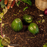 Chayote orgánico sin espinas (1 pza)