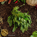 Epazote orgánico (1 manojo