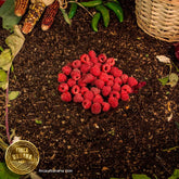 Frambuesa orgánica Domo (170 g)