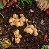 Jengibre orgánico (100 g)