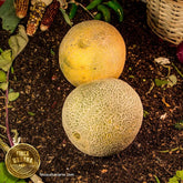 Melón orgánico (1 pza/2.295kg)