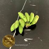 Plátano dominico orgánico 250g