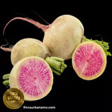 Rábano sandia (Blanco por fuera, rosa por dentro) Orgánico (1 pza)