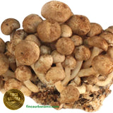 Hongo clavitos orgánico (200 g)