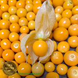 Golden berry uchuva sin cáscara orgánico a granel (100 g)