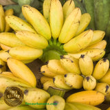 Plátano manzano orgánico ( 500g)