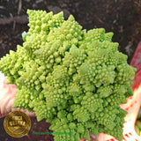 Brócoli romanesco orgánico (1 pza)