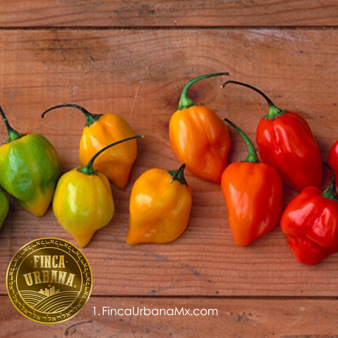 Chile habanero orgánico (100 g)