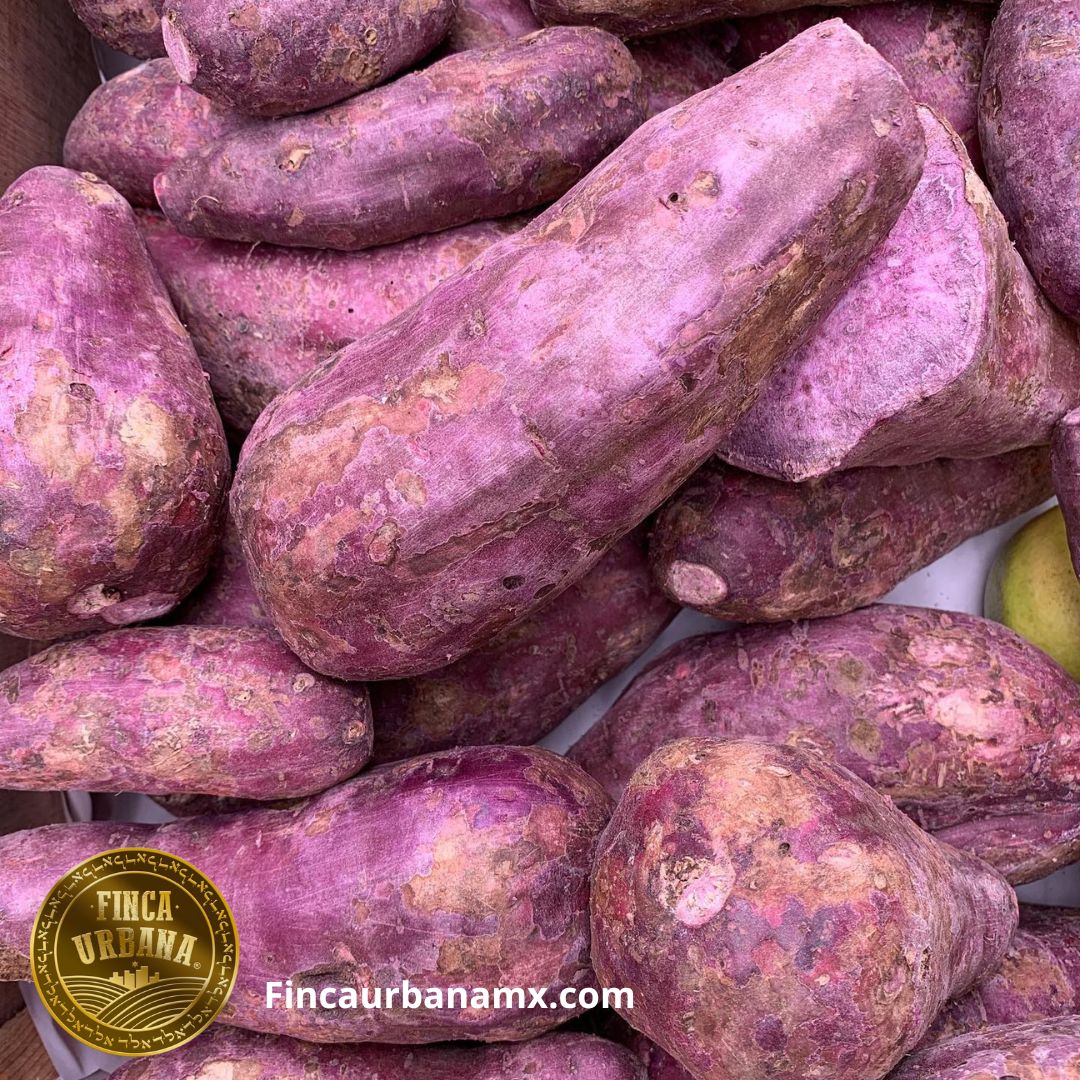 Camote morado orgánico (250 g)