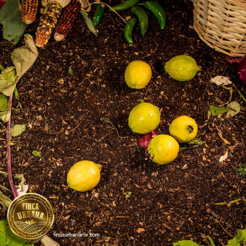 Guayaba amarilla por dentro orgánica (500g )