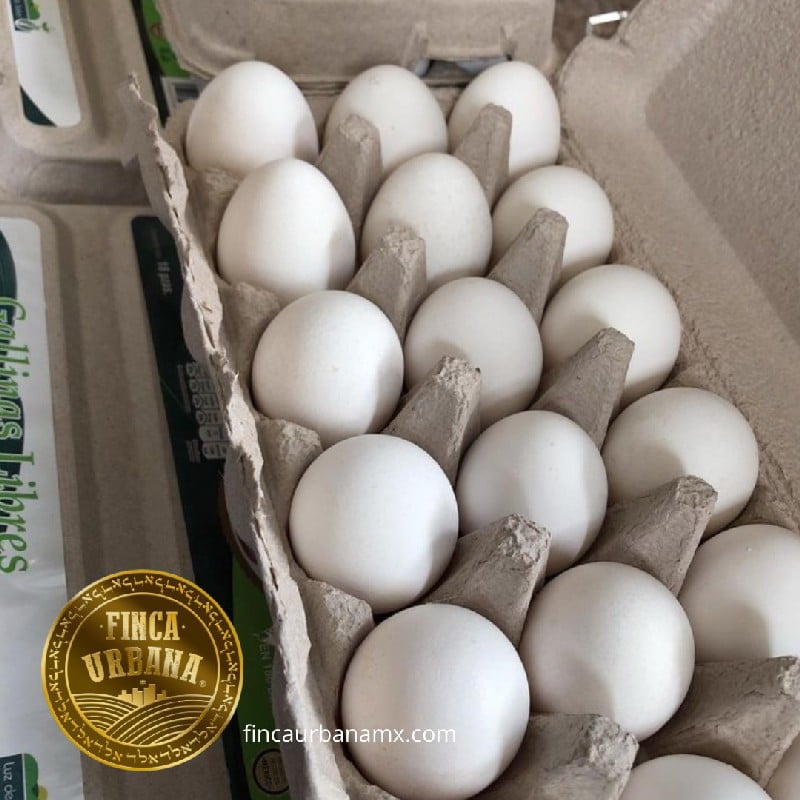 Huevo blanco de gallina orgánico (1 pza)