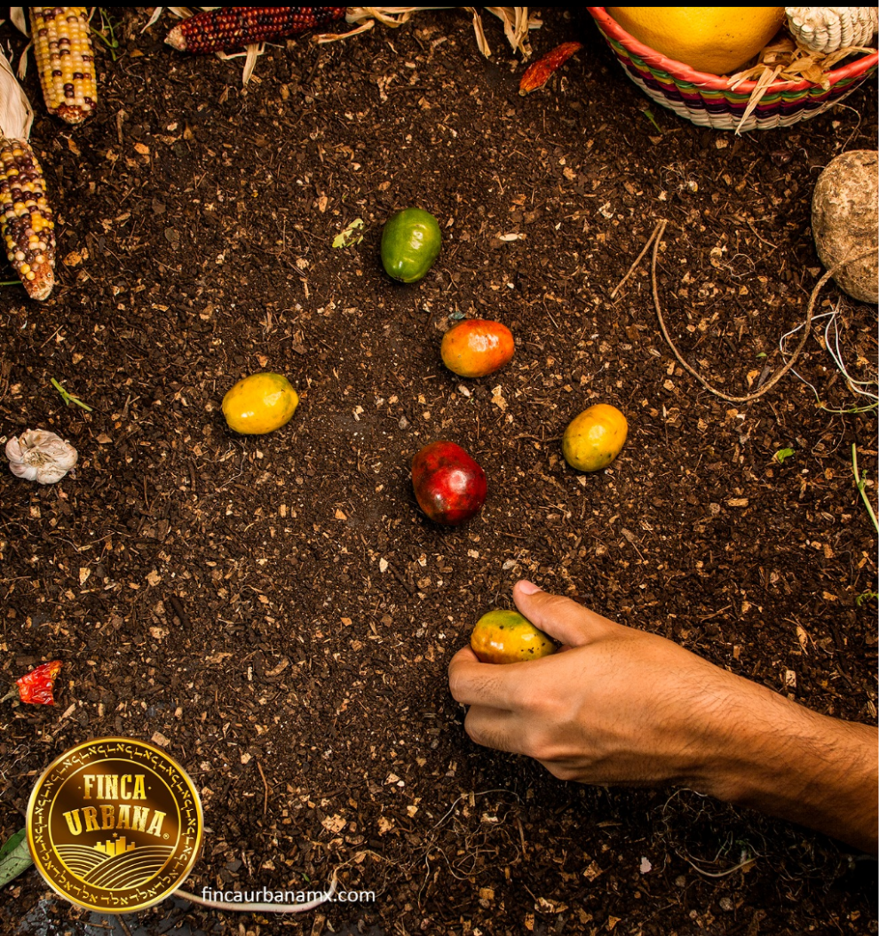 Ciruela Jocote. Orgánico participativo. (250g)