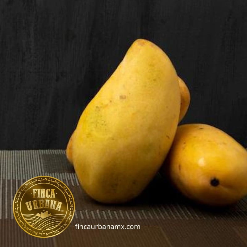 Mango manila orgánico (1 pza)