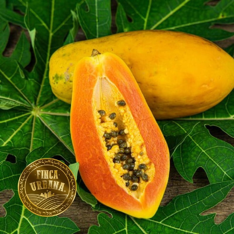 Papaya orgánica (1 pza)