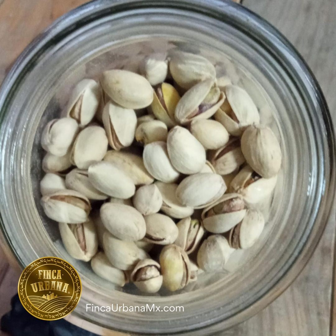 Pistache con Cáscara Orgánico, 100g Finca