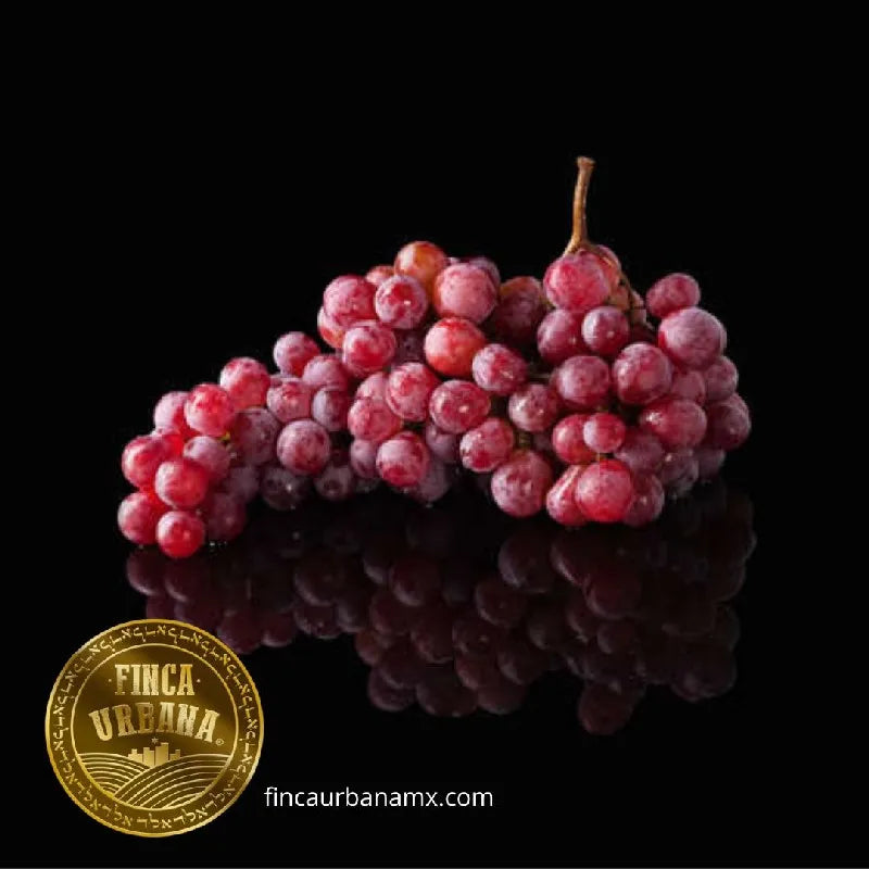 Uva roja orgánica (250 g)