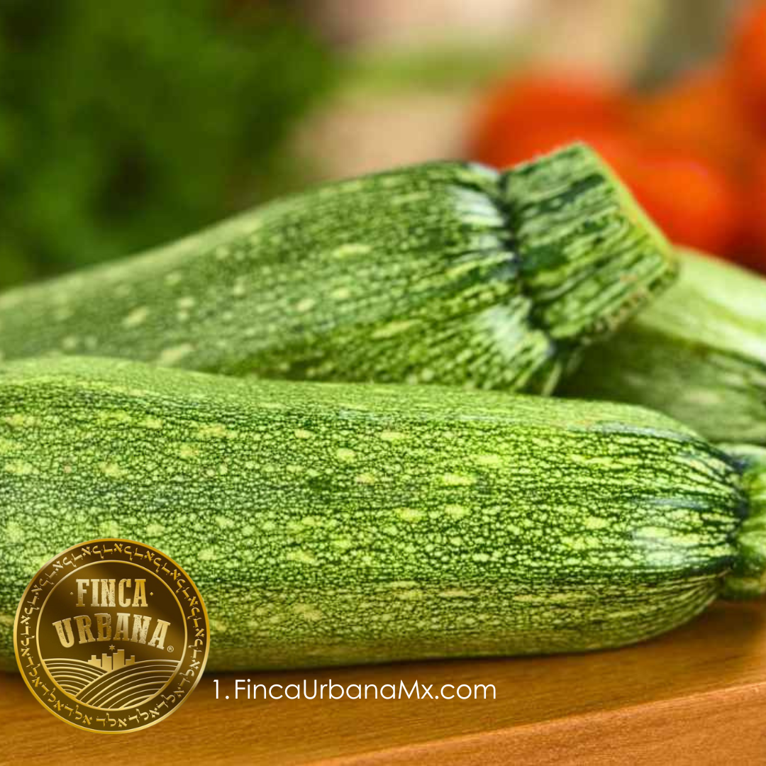 Calabaza larga verde orgánica (250 g)