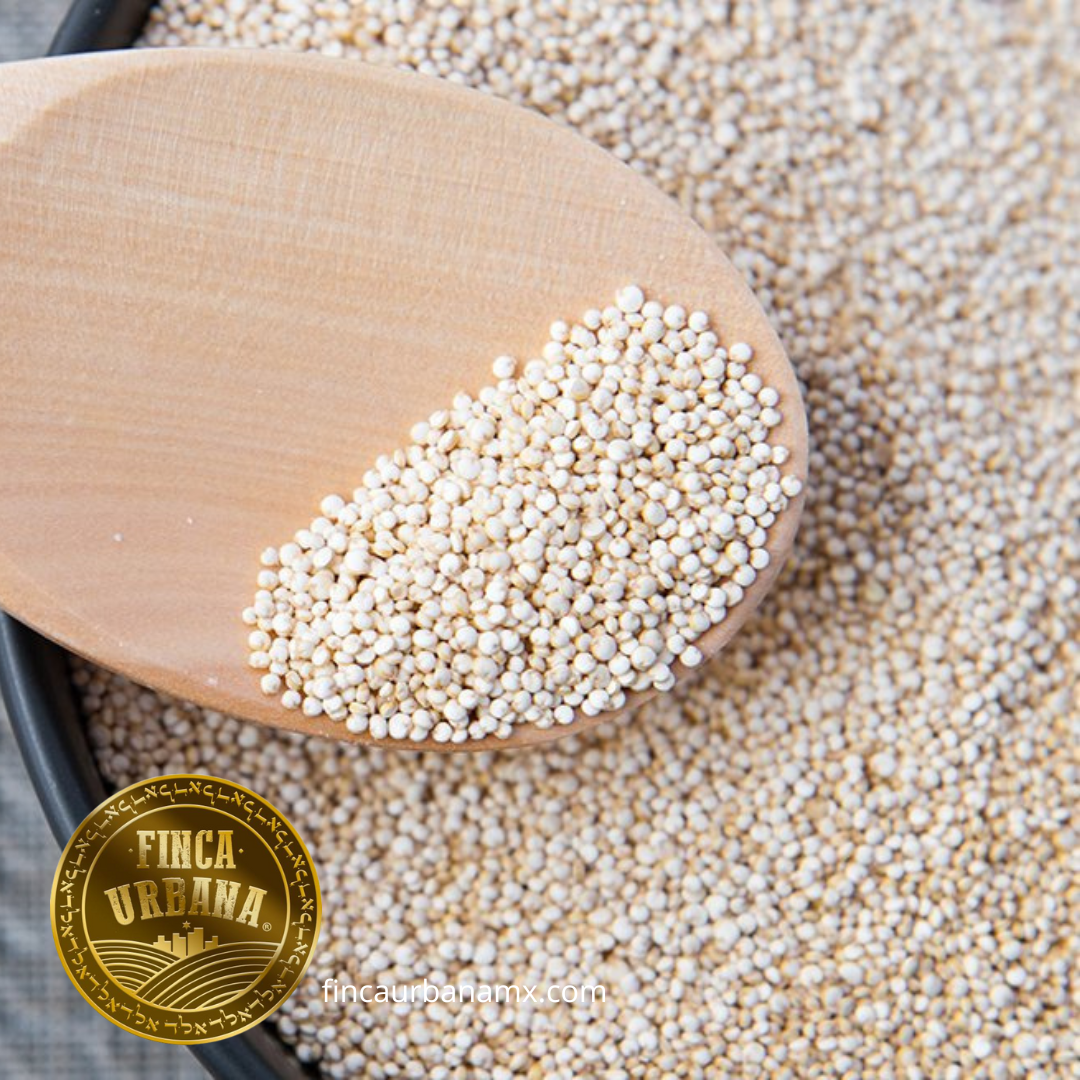 Quinoa blanca orgánica (100 g)