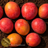 Mango Oro Orgánico, 1 Pza