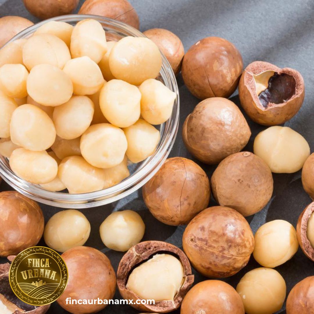 Nuez de macadamia orgánica (100 g)