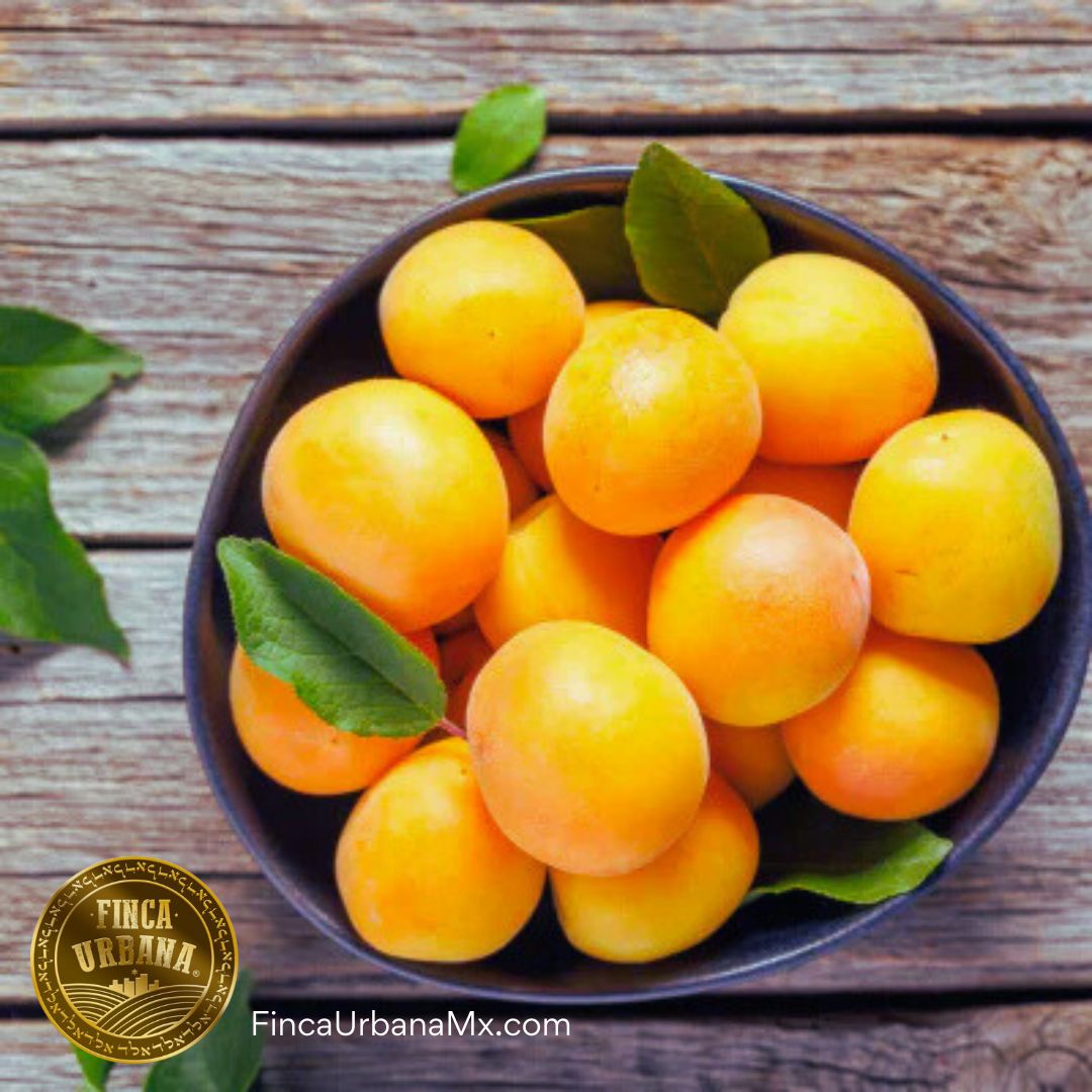 Ciruela amarilla orgánica (200 g)