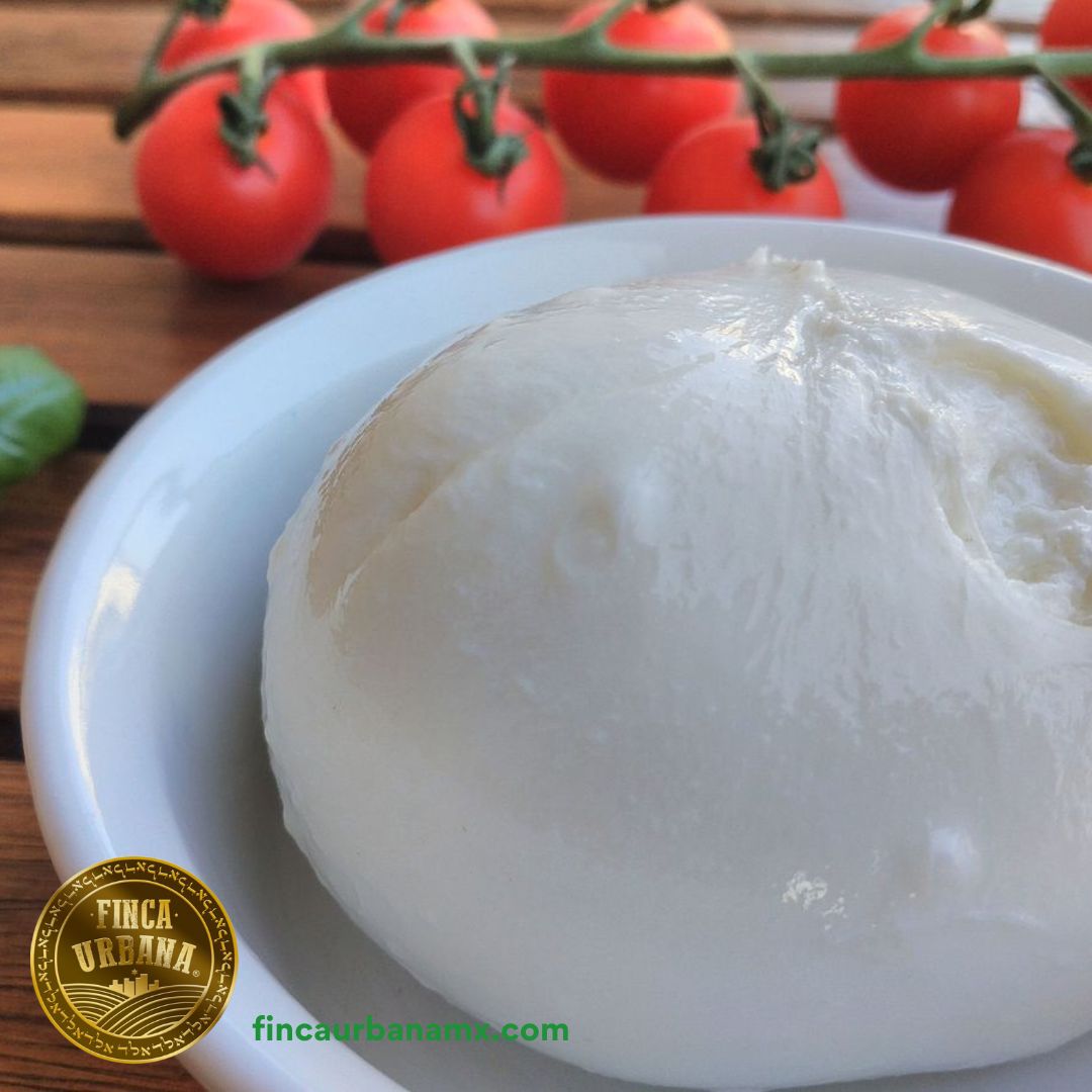 Queso burrata de búfala A2A2 individual (125 g)