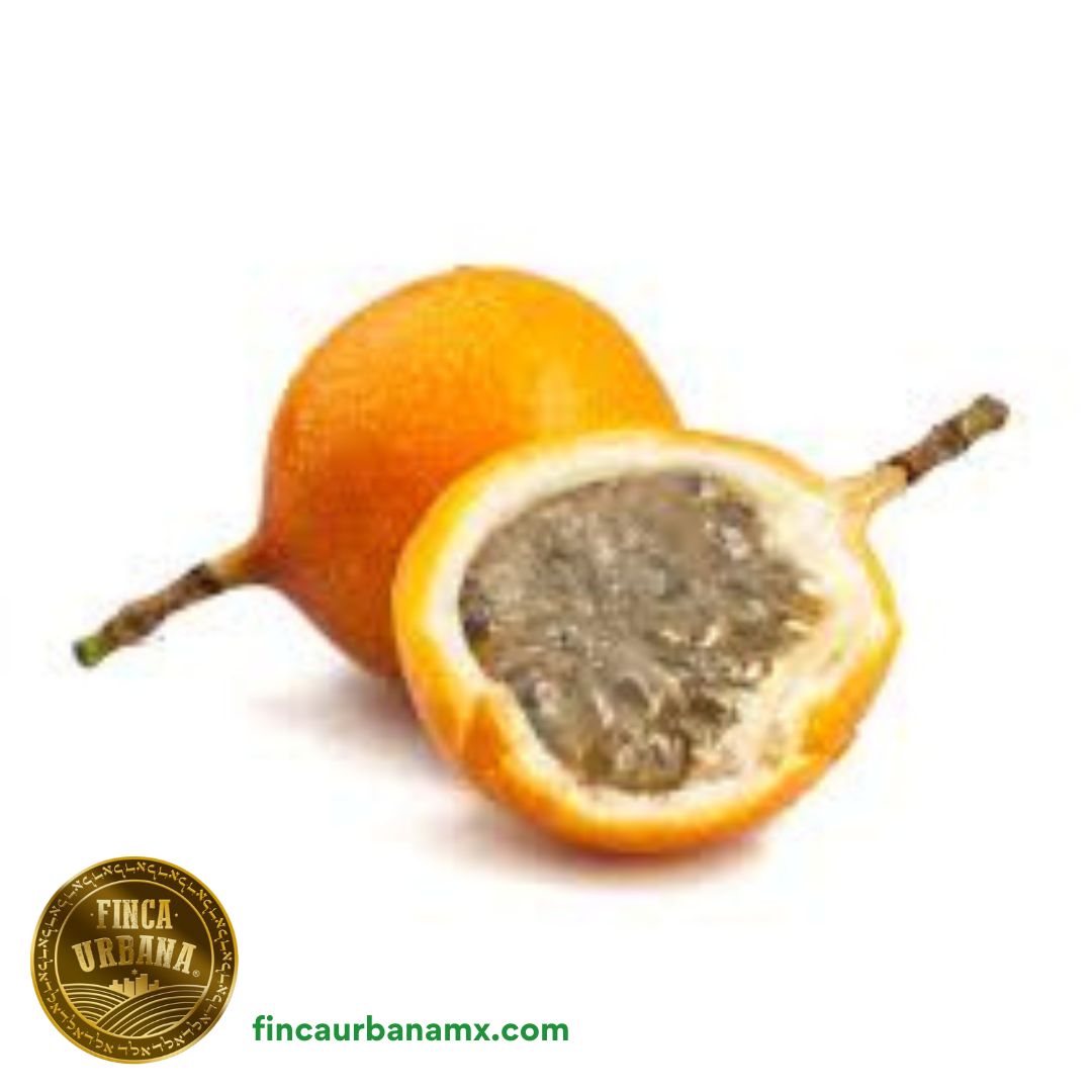 Granada china orgánica (250g)