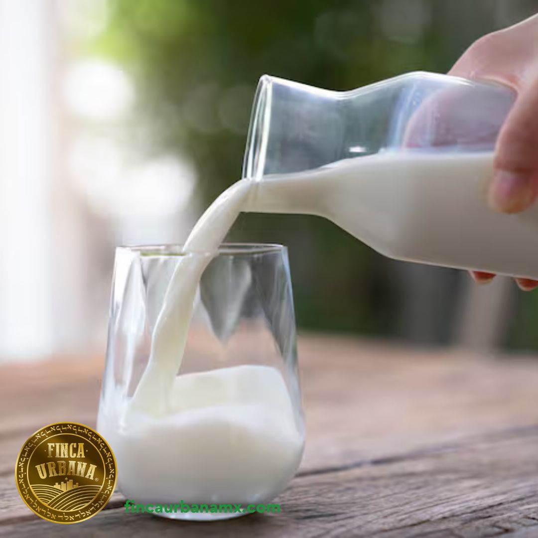 Leche de búfala A2A2 orgánico Indomitus (500 ml)