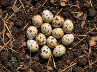 Huevo de Codorniz Orgánico, 250g